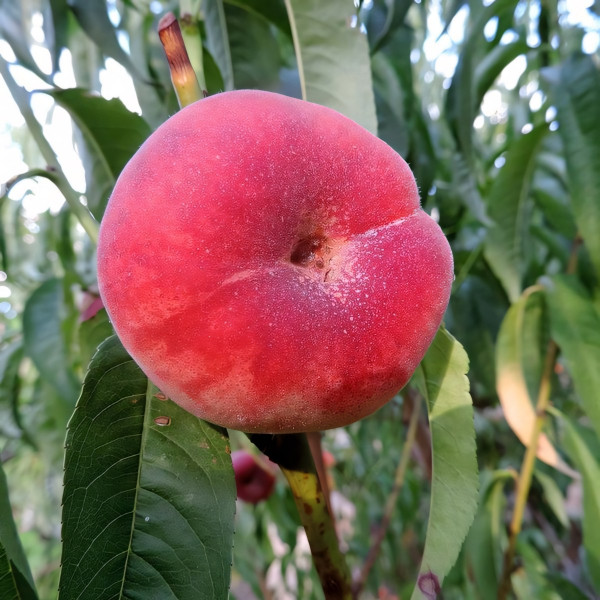 Саженцы Персик инжирный Сатурн