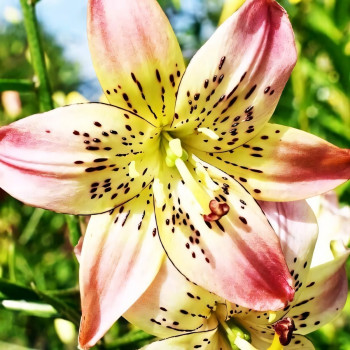  Лилия Corsage (Корсаж)