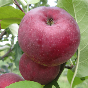 Саженцы Яблоня Лобо