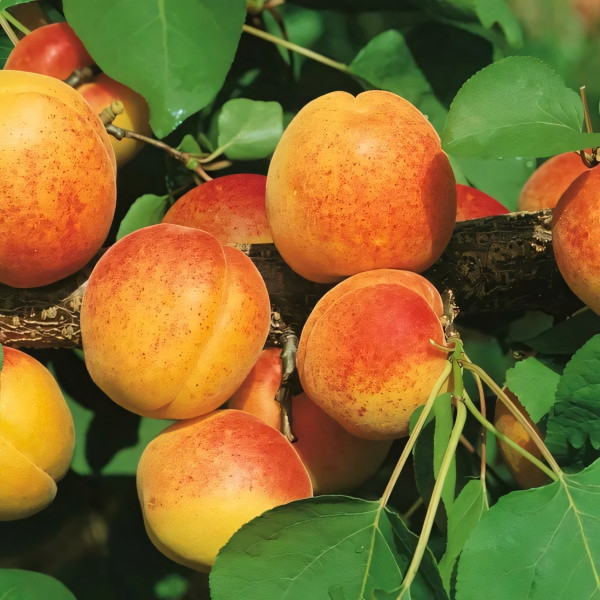 Саженцы Абрикос Чемпион Севера