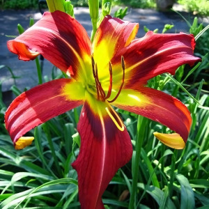 Саженцы Лилейник Heavenly Mr Twister (Хэвенли Мистер Твистер)