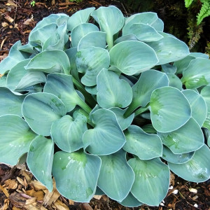 Саженцы Хоста гибридная Blue Mouse Ears (Блу Маус Иэрс) S