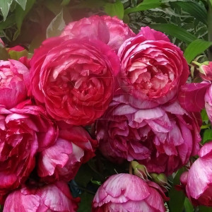 Саженцы Роза парковая Кредит Матюэль