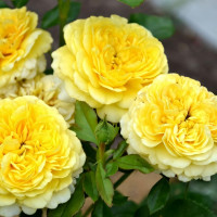 Саженцы Роза флорибунда Инка