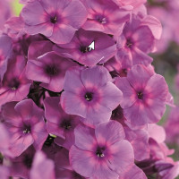 Саженцы Флокс метельчатый Classic Cassis (Классик Кассис)