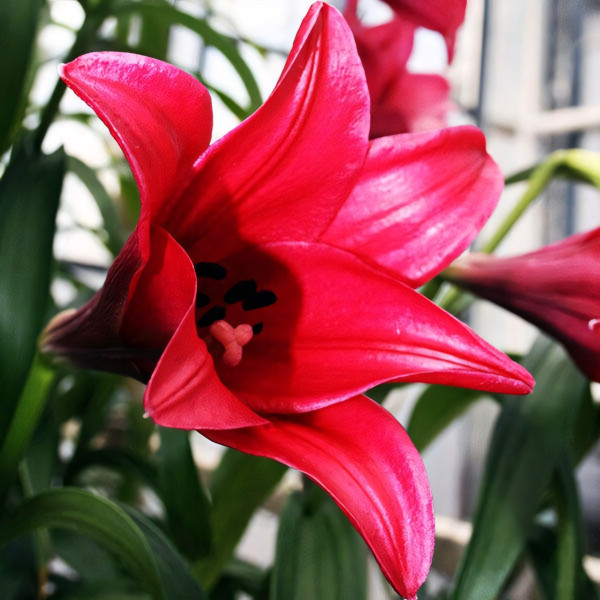 Луковицы  Лилия длинноцветковая Divine (Дивайн) (3шт.)