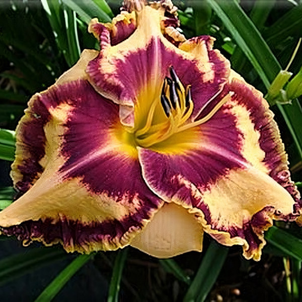 Саженцы Лилейник Ledgewood Born Free (Лэджвуд Борн Фри)