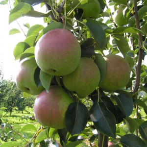 Саженцы Груша Десертная Россошанская