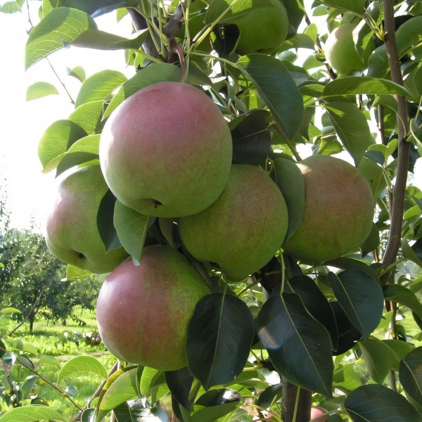 Саженцы Груша Десертная Россошанская