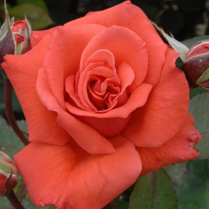 Саженцы Роза флорибунда Коралловый Сюрприз