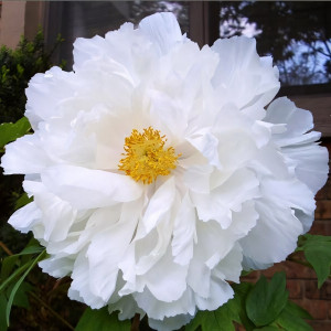 Саженцы Пион Белый Нефрит