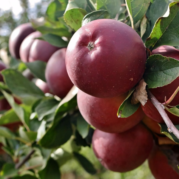 Саженцы Яблоня Кубанское Багряное