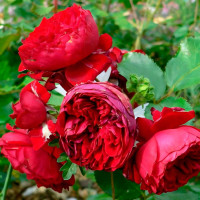 Саженцы Роза флорибунда Красная Шапочка