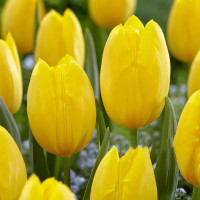 Луковицы Тюльпан многоцветковый Фэтс Домино (в упаковке - 3шт.)