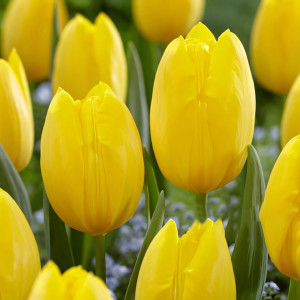 Тюльпан многоцветковый Фэтс Домино (в упаковке - 3шт.)