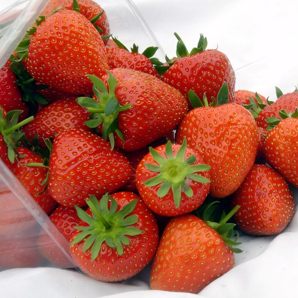 Саженцы Земляника Кристина  (упаковка 5 шт.)