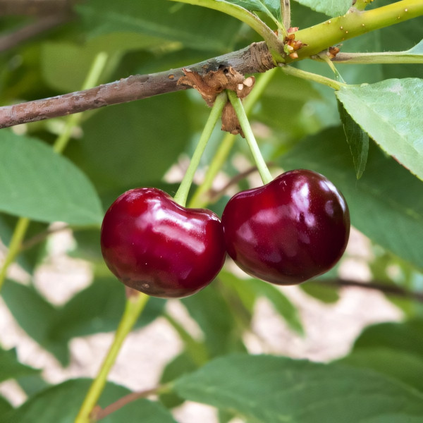 Саженцы Вишня Малышка