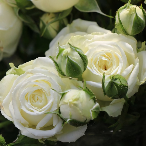 Саженцы Роза спрей Лидия Вайт