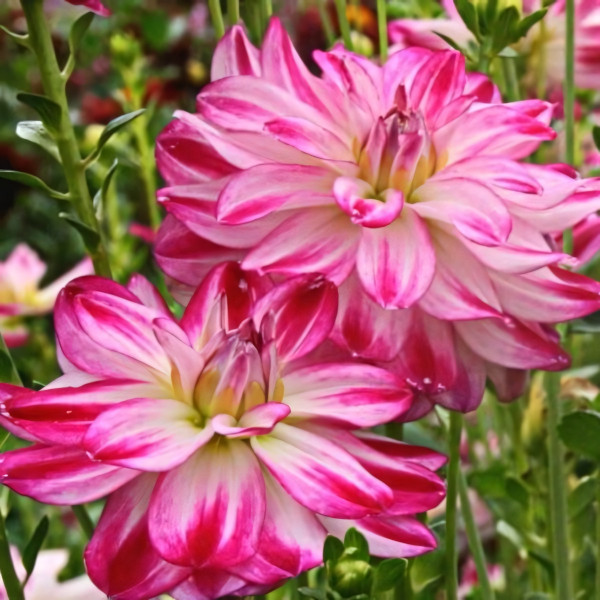 Саженцы Георгина Saint Martin