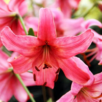 Луковицы  Лилия тигровая Pink Flight (Пинк Флайт) (3шт.)