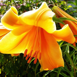  Лилия ОТ гибрид Orange Space (Оранж Спэйс)