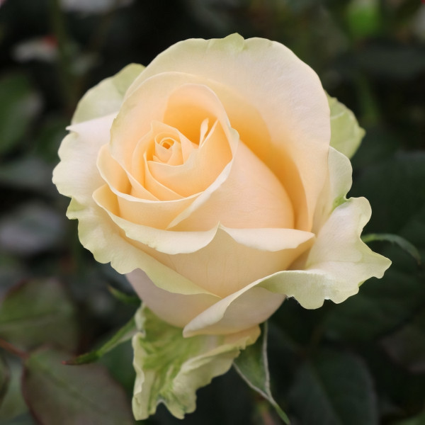 Саженцы Роза чайно-гибридная Пич Аваланж