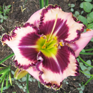 Саженцы Лилейник Purple Flame (Пёпл Флэйм)