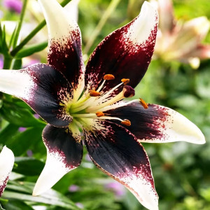  Лилия биколор азиатская Netty's Pride (Нэттиз Прайд)