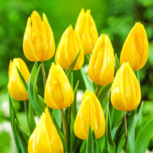 Тюльпан Йокохама (в упаковке - 3шт.)