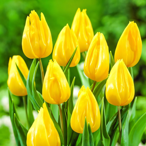 Луковицы Тюльпан Йокохама (в упаковке - 3шт.)