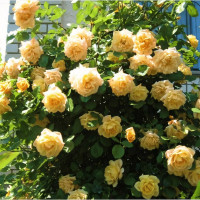 Саженцы Роза плетистая Мишка