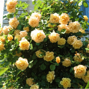 Саженцы Роза плетистая Мишка