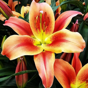  Лилия ОТ гибрид Montego Bay (Монтего Бэй)