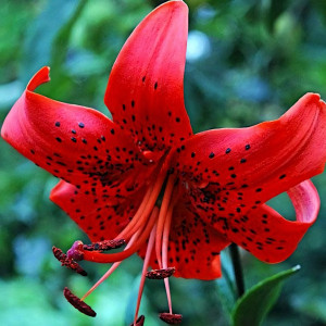  Лилия Red Life (Рэд Лайф)