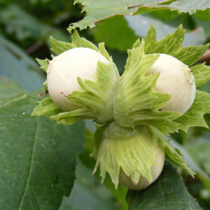 Саженцы Фундук Садовый