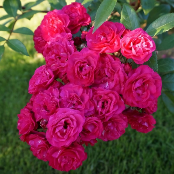 Саженцы Роза флорибунда Динки