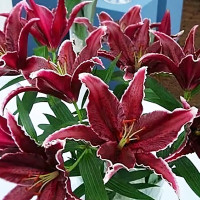 Луковицы  Лилия восточная Black Belt (Блэк Белт) (3шт.)