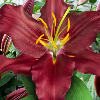 Луковицы  Лилия восточная Bombastic (Бомбастик) (3шт.)