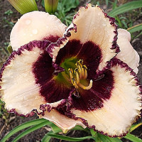 Саженцы Лилейник Border Music (Бордер Мьюзик)