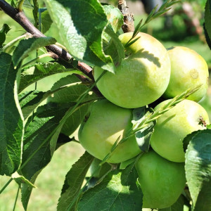 Саженцы Яблоня колоновидная Зеленое сладкое