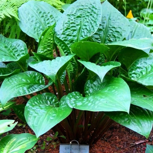 Саженцы Хоста Celtic Uplands (Келтик Аплендс) L