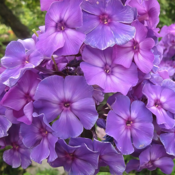 Саженцы Флокс метельчатый Andre (Андрэ)