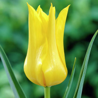 Луковицы Тюльпан лилиецветный Баллада Голд