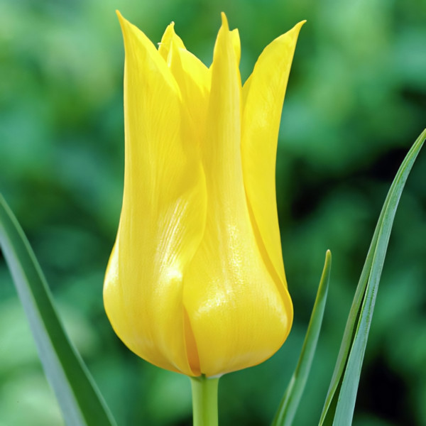 Луковицы Тюльпан лилиецветный Баллада Голд