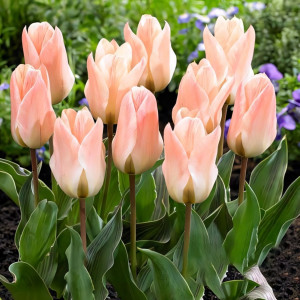 Тюльпан Грейга Литтл Герл (в упаковке - 3шт.)