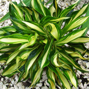 Саженцы Хоста Lakeside Little Tuft (Лэйксайд Литл Тафт) S