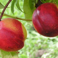 Саженцы Нектарин Лола