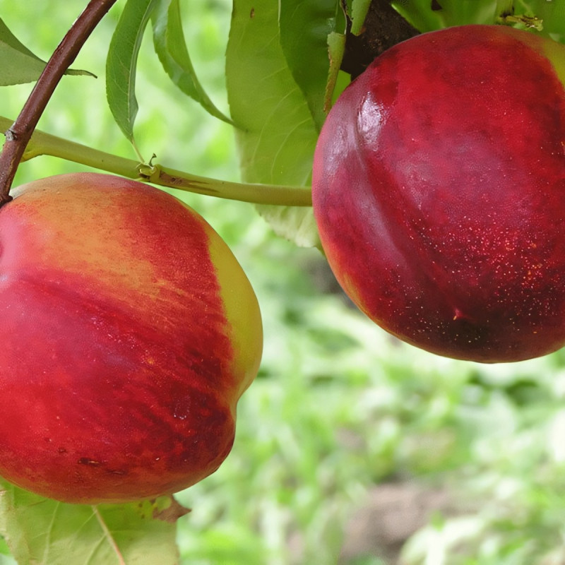 Саженцы Нектарин Лола