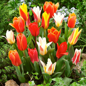 Тюльпаны Грейга, смесь окрасок (в упаковке - 3шт.)