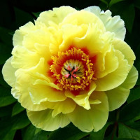 Саженцы Пион Bartzella (Бартзелла)